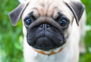 puppies for sale2