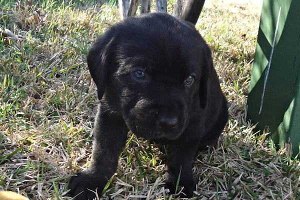 akc-lab-puppies-farmersville-near-my-zone