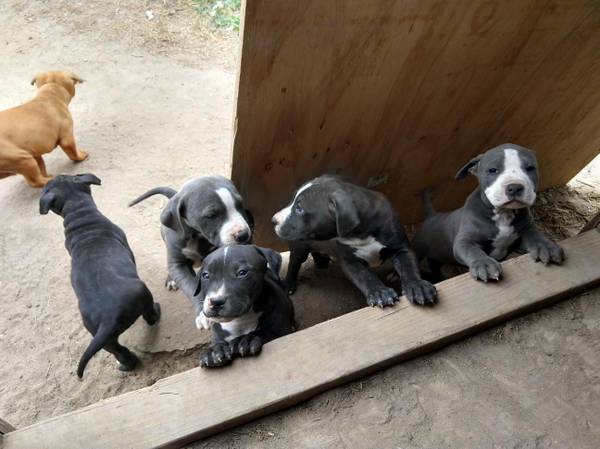 Pitbull puppies | NEAR MY ZONE