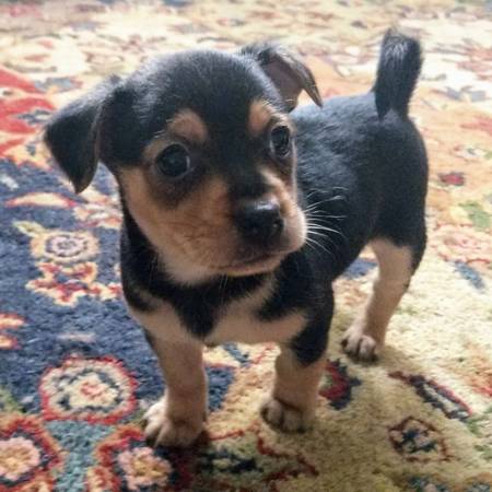 Meet Brutus, an adoptable 8 week old male Chihuahua x (sebastopol ...