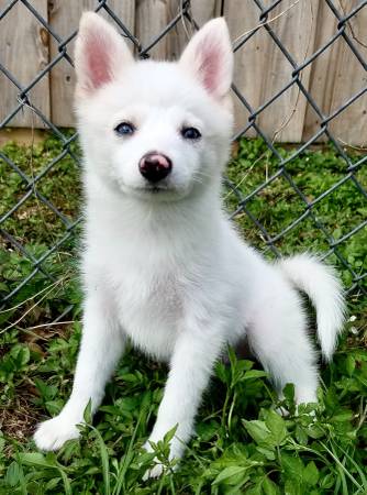 Pomsky male puppy (Winter garden) | NEAR MY ZONE