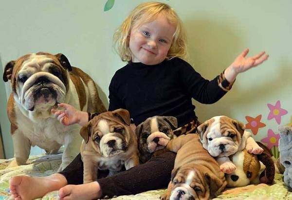 english-bulldog-puppies-near-my-zone