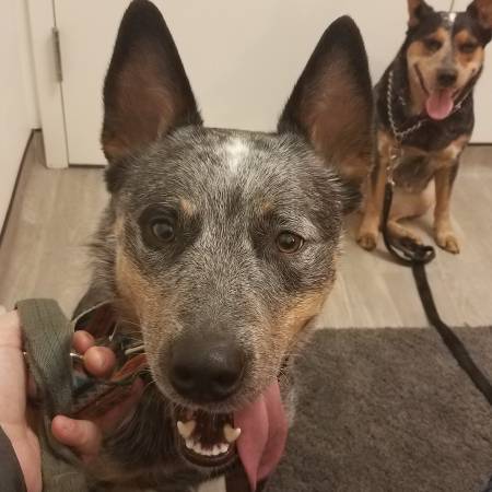 Australian Cattle Dog–Difficult Dog, Strong and Patient Owner Needed