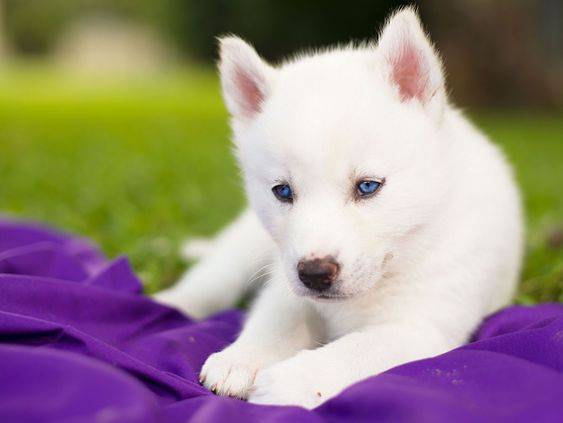 100% pure blood line beautiful husky puppies | NEAR MY ZONE